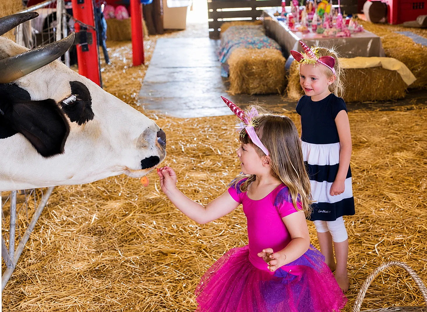 Girls in unicorn horns feeding a cow at Lat Wai